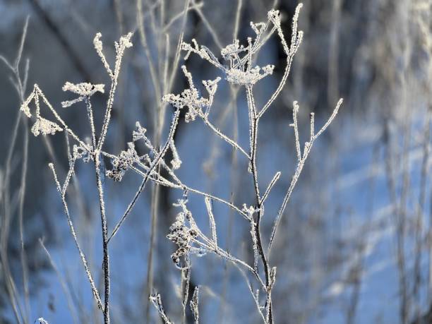 istock Plants in the snow 1451344781
