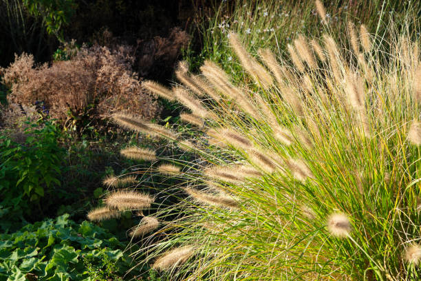 Flowering ornamental grass or pennisetum alopecuroides A clump of flowering ornamental grass or pennisetum alopecuroides in an autumn garden. ornamental grass stock pictures, royalty-free photos & images