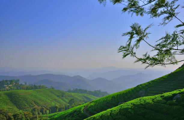 istock Tea gardens in Munnar, Kerala. 1451346354