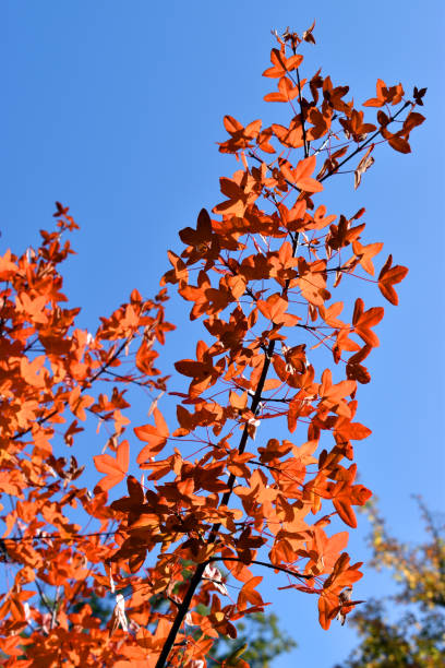 istock Autumn colored leaves of the Montpellier maple (Acer monspessulanum). Vertical view 1451347687
