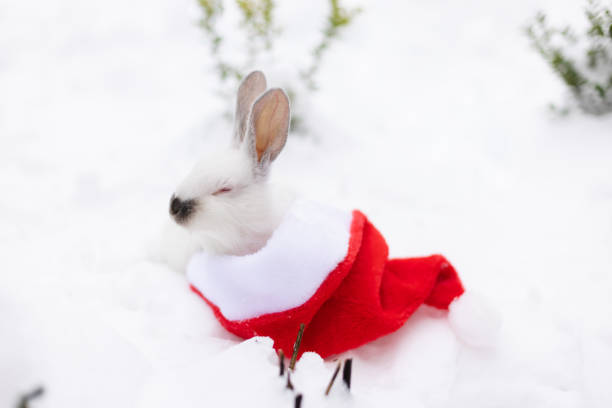 istock White small rabbit sleeping in red Santa Claus hat on the snow between green bushes. 1451349950