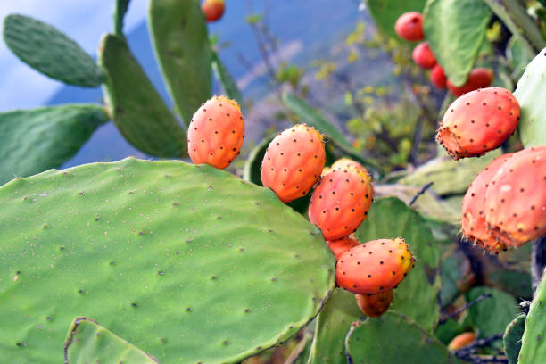 istock Fig opuntia (Opuntia ficus-indica) with fruits 1451358392