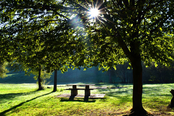 istock Sunrise in a public park with the starry sun 1451358585
