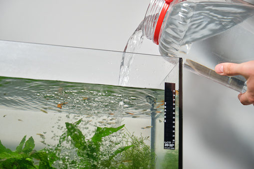 Close up of hands adding water to fill freshwater aquarium. Fish tank maintenance.