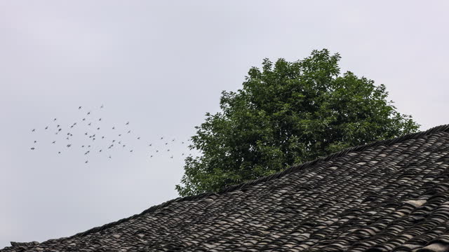 A flock of pigeons flew over the dilapidated house