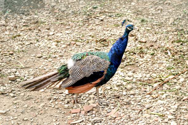 istock Peacock standing in a park looking aside 1451362078