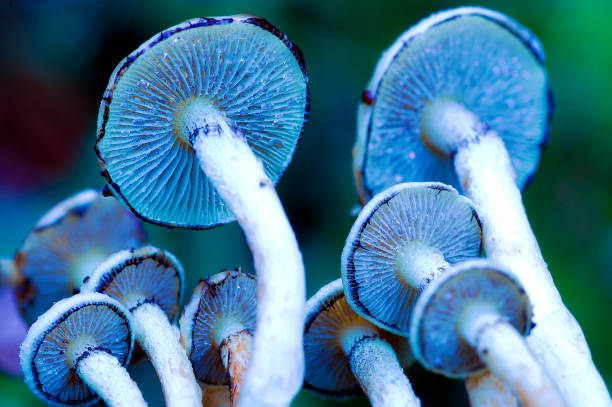 hypholoma fasciculare é um fungo venenoso - hypholoma fasciculare - fotografias e filmes do acervo