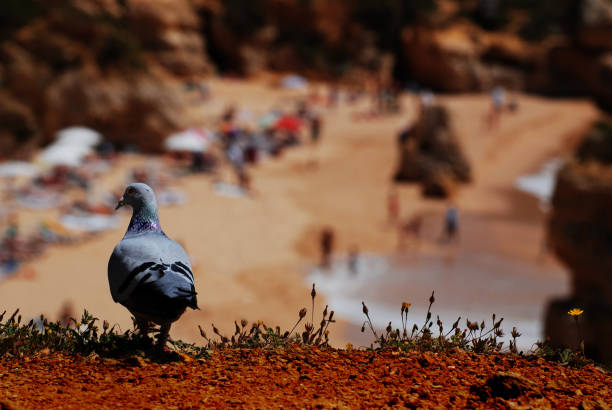 Dove on the Beach stock photo