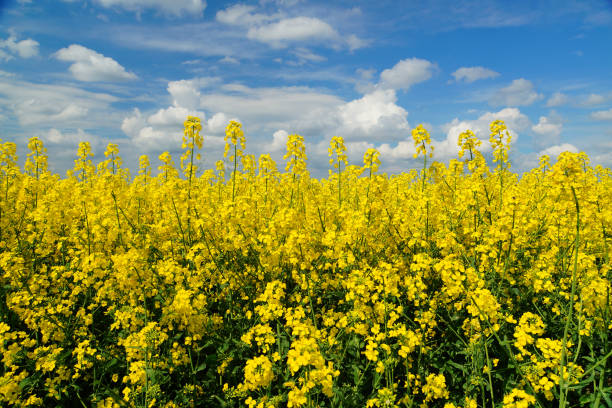 istock Rapeseed or Brassica napus, also known as rape and oilseed rape is a bright yellow flowering member of the family Brassicaceae, cultivated mainly for its oil-rich seed. 1451364457