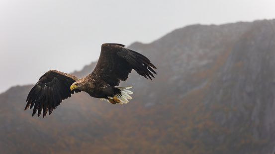 The Bald Eagle, Haliaeetus leucocephalus,  is a bird of prey found in North America that is most recognizable as the national bird and symbol of the United States of America. Ketchikan,  Alaska