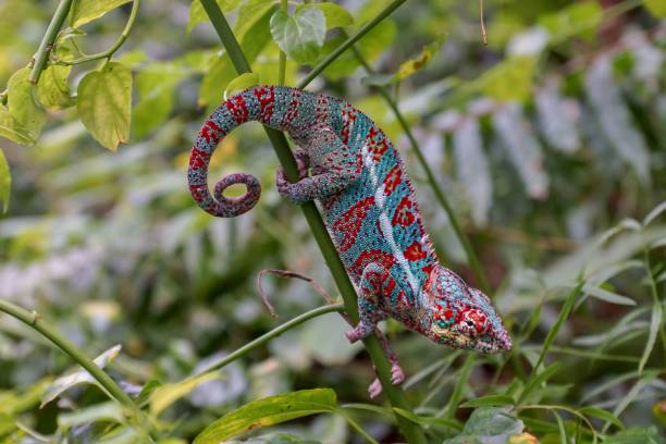 istock Closeup of a Panther chameleon perched on a green tree 1451367309