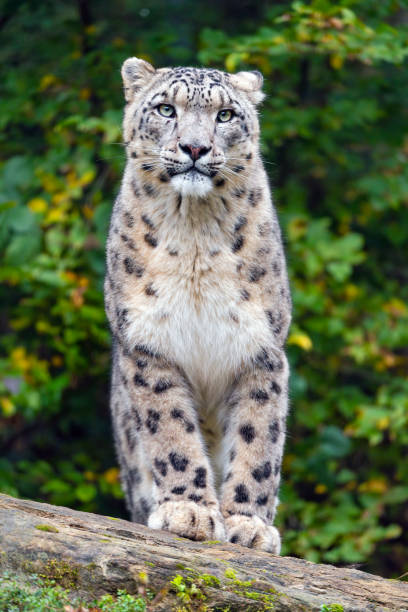 istock The snow leopard (Panthera uncia), also known as the ounce. 1451367333