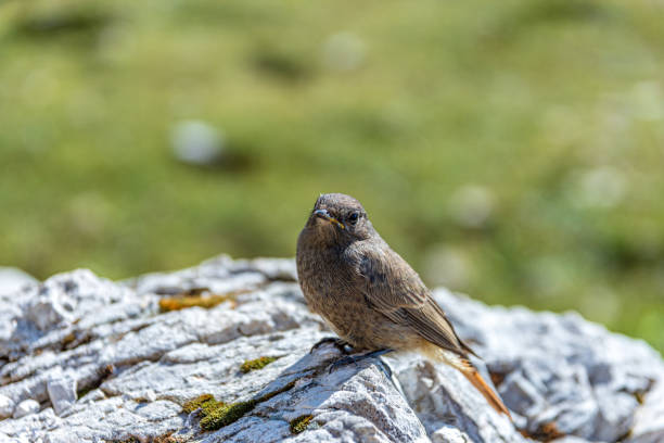 istock Black redstart - Phoenicurus ochruros - in the Dolomites 1451367440