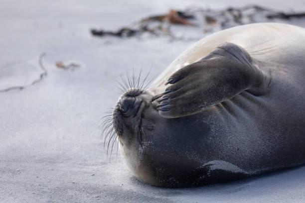 Southern Elephant Seal, Mirounga leonina, Sea Lion Island, Falklands stock photo