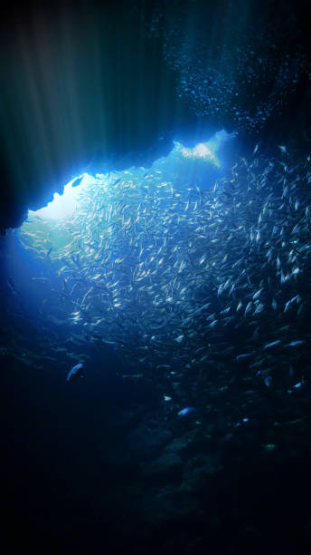 istock Rays of light and school of fish underwater inside a cave 1451367770