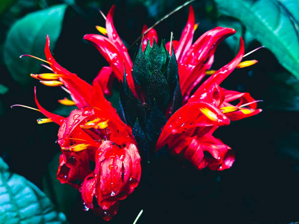 Red flower red flowers with dew drops 3381 stock pictures, royalty-free photos & images