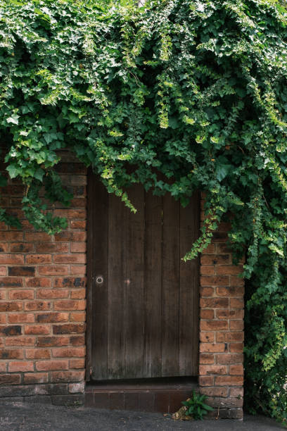 istock Plants growing over a doorway 1451369671