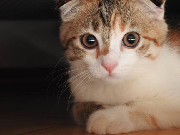 istock Cat with big green cats eyes. 1451370956