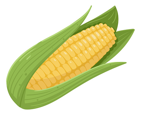 Cartoon sweet golden corn. Summer farm agriculture, raw fresh corn vegetable, yellow organic corn ear for healthy lifestyle flat vector illustration on white background