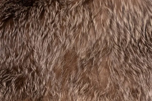 texture of brown fox fur