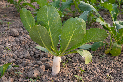 White radish grows  in the field with green leaves