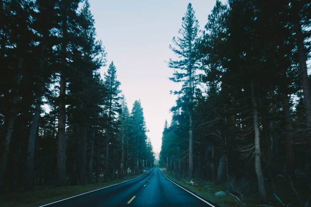 A wet highway surrounded by tall evergreen trees and the clear sky after a rain