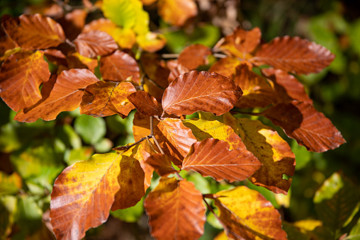 Autumnally coloured leaves on a branch of the beech, Fagus, in sunlight. High quality photo