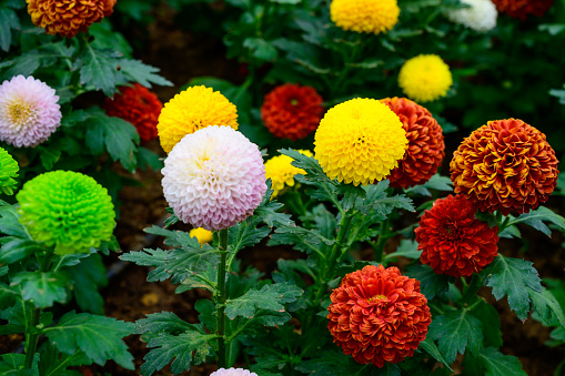 Orange dahlias blossoming in the park.