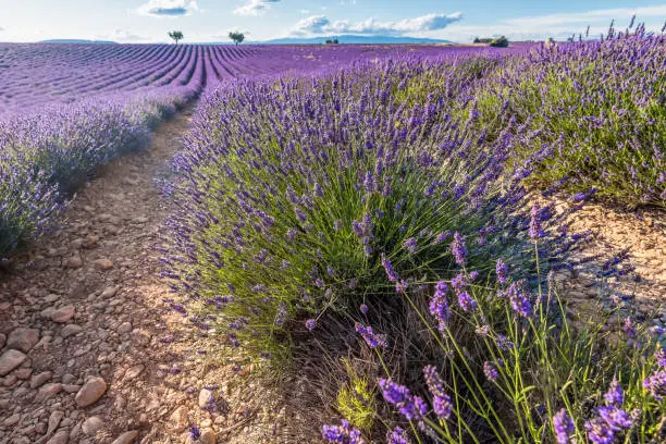 Scenic view of lavender field in Provence south of France during warm summer