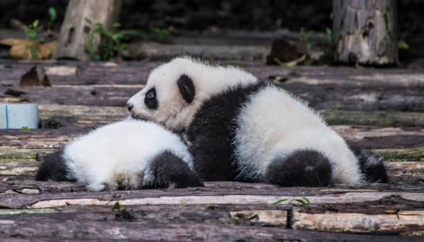 istock Close up of giant panda cubs cuddling 1451384597