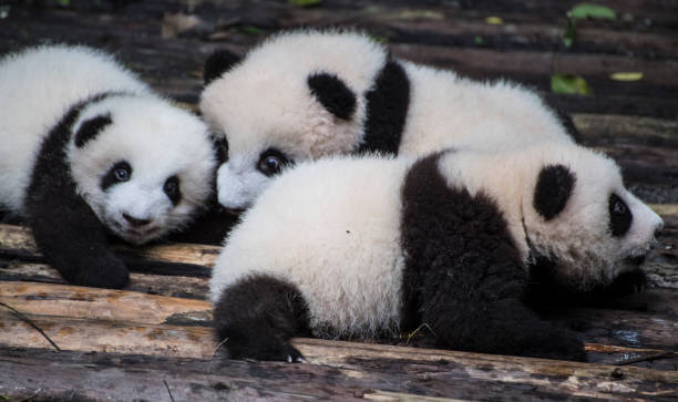 istock Close up of giant panda cubs cuddling 1451385961