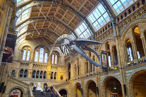 London, UK, 15 June 2022: London, UK, June 15, 2022: The Natural History Museum in London. Blue whale skeleton in the main hall of the Natural History Museum