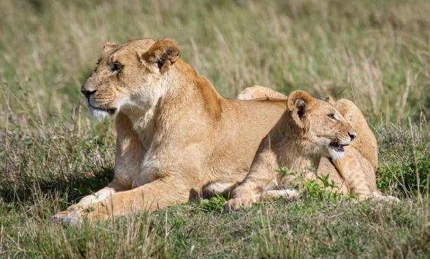istock Lionesse with a cab sitting on a grassland under the sunlight 1451388097