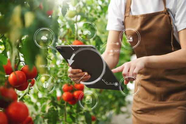 istock Smart farmer using application by tablet concepts modern vegetables and tomato at greenhouse. and visual icon.Smart farming 1451388145