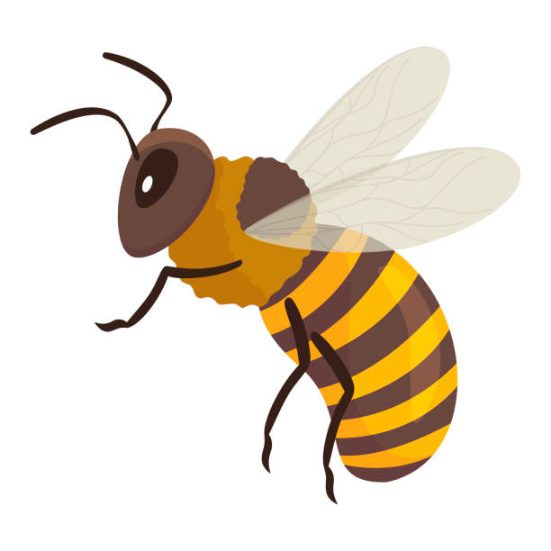 honigbiene fliegendes schwarz gelb gestreiftes insekt mit antennenvektor flache illustration. honigbiene - pollenflug stock-grafiken, -clipart, -cartoons und -symbole