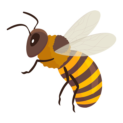 Honeybee flying black yellow striped insect with antennae vector flat illustration. Honey bee winged creature with eyes paws stinger. Buzz bumblebee flora beekeeping character wasp wildlife zoology