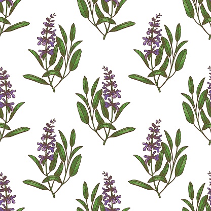 Sage Pattern Sample Color Sage Pattern In Handdrawn Style Stock Illustration - Download ...