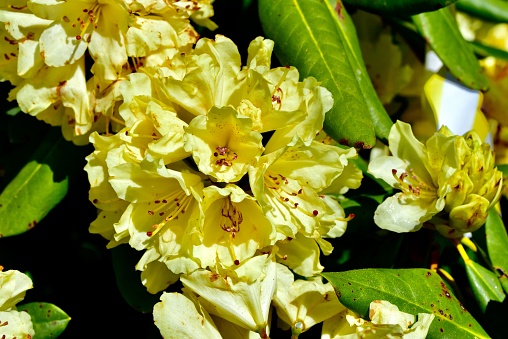 A close-up shot of a Yellow azalea flower on a soft blurry background