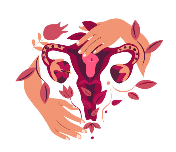 ilustrações, clipart, desenhos animados e ícones de cuidados das mãos do belo sistema reprodutivo feminino com flowers.womb e uterus.female health, fertility.women ovaries, vagina symbol.feminine menopause gynecology.anatomical female organs.illustration - human fertility