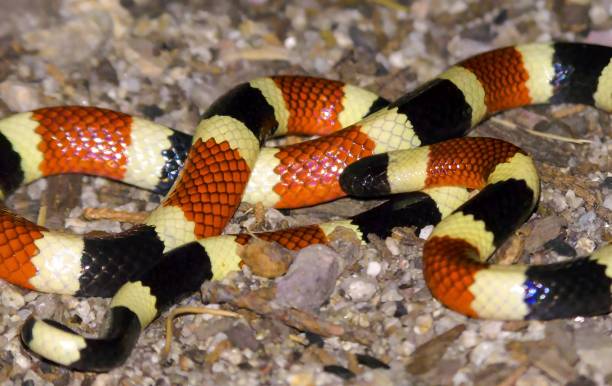 il serpente corallo dell'arizona (micruroides euryxanthus) - snake white curled up animal foto e immagini stock