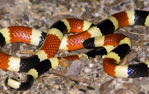 The Arizona coral snake (micruroides euryxanthus)