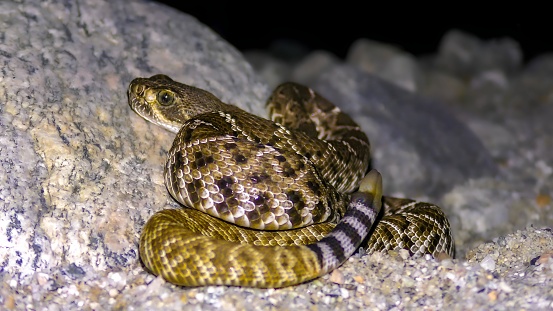 Western Diamondback Rattlesnake (Crotalus atrox)from South West Texas showing its rattle.