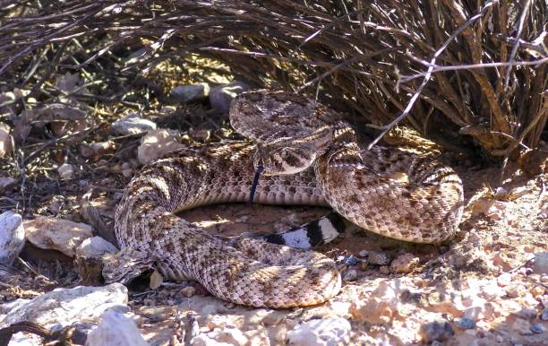 istock western diamondback rattlesnake or Texas diamond-back (Crotalus atrox) 1451392649