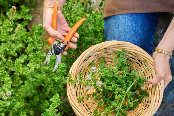 istock Mint harvest, woman's hands with basket scissors 1451392926