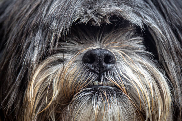 istock Old grey Shitzu dog in the forest 1451394344