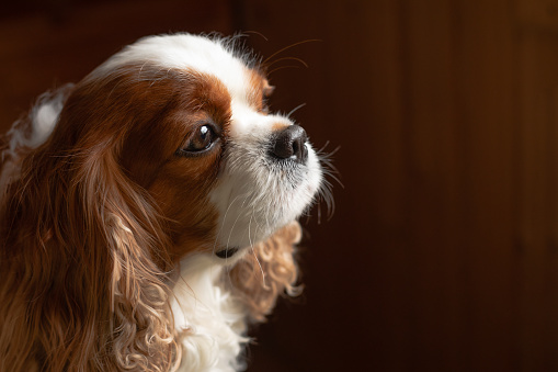 Close up portrait of cute curly brown and white pure breed intelligent dog Cavalier King Charles cocker spaniel sitting and looking away on brown background. Waiting for owner, loyalty. Copy space