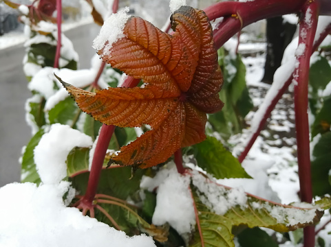 snow on a tropical plant. a bush with large leaves is covered with snow.