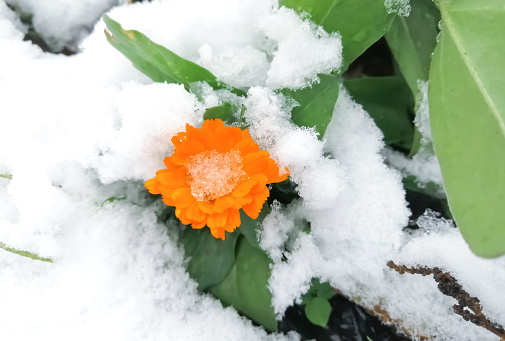 calendula flowers under the snow. In winter, snow covered orange marigold flowers.