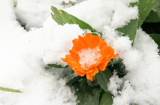 In winter, snow covered orange marigold flowers. calendula flowers under the snow.