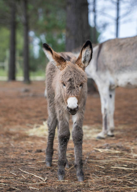 istock Cute and fluffy donkey foal 1451399918